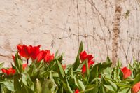 Tulpen vor Klostermauer